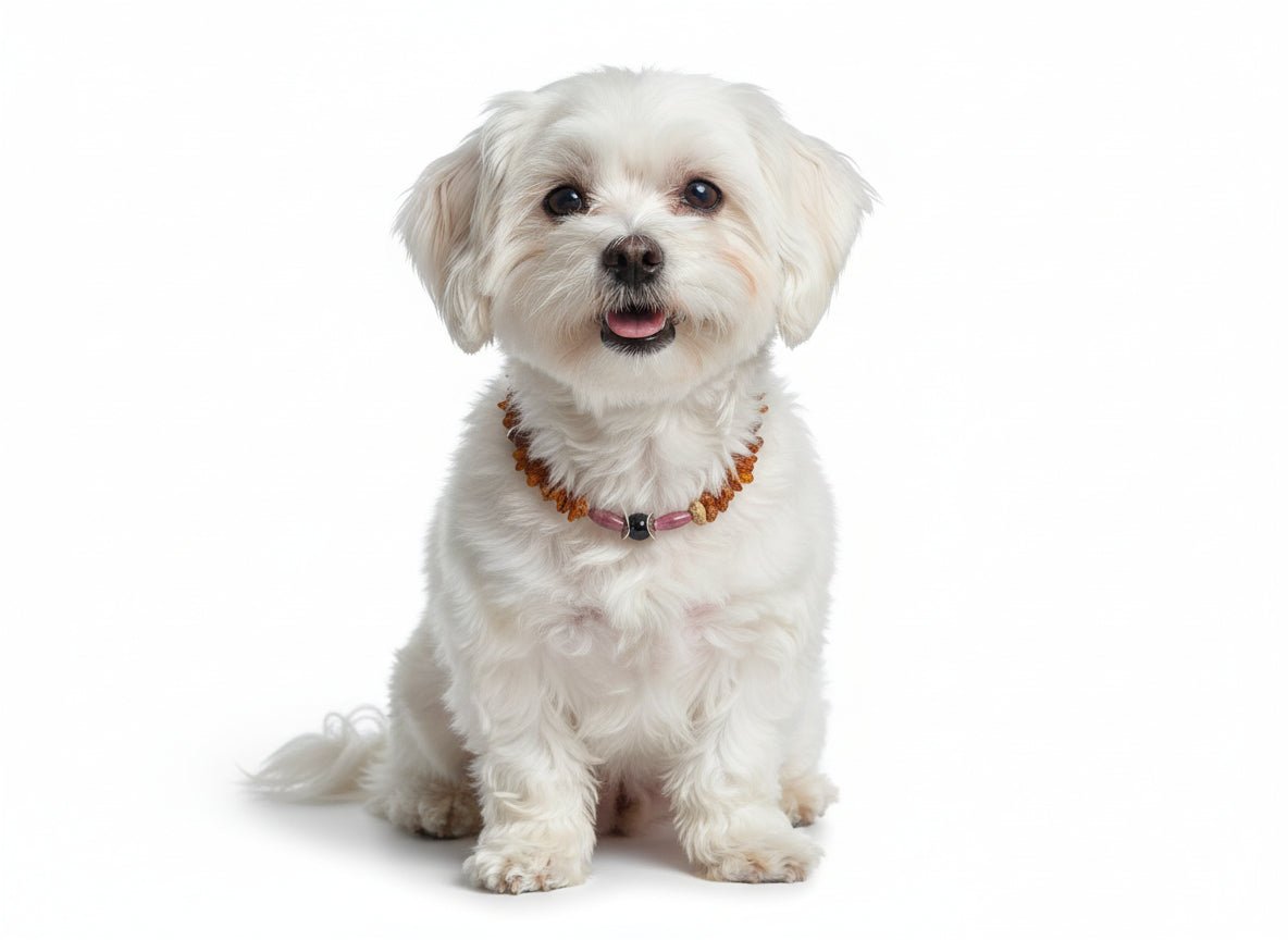 UFO Hundeleine von Dogswelt