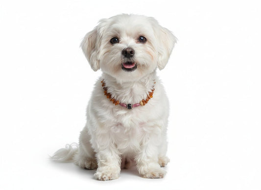 UFO Hundeleine von Dogswelt