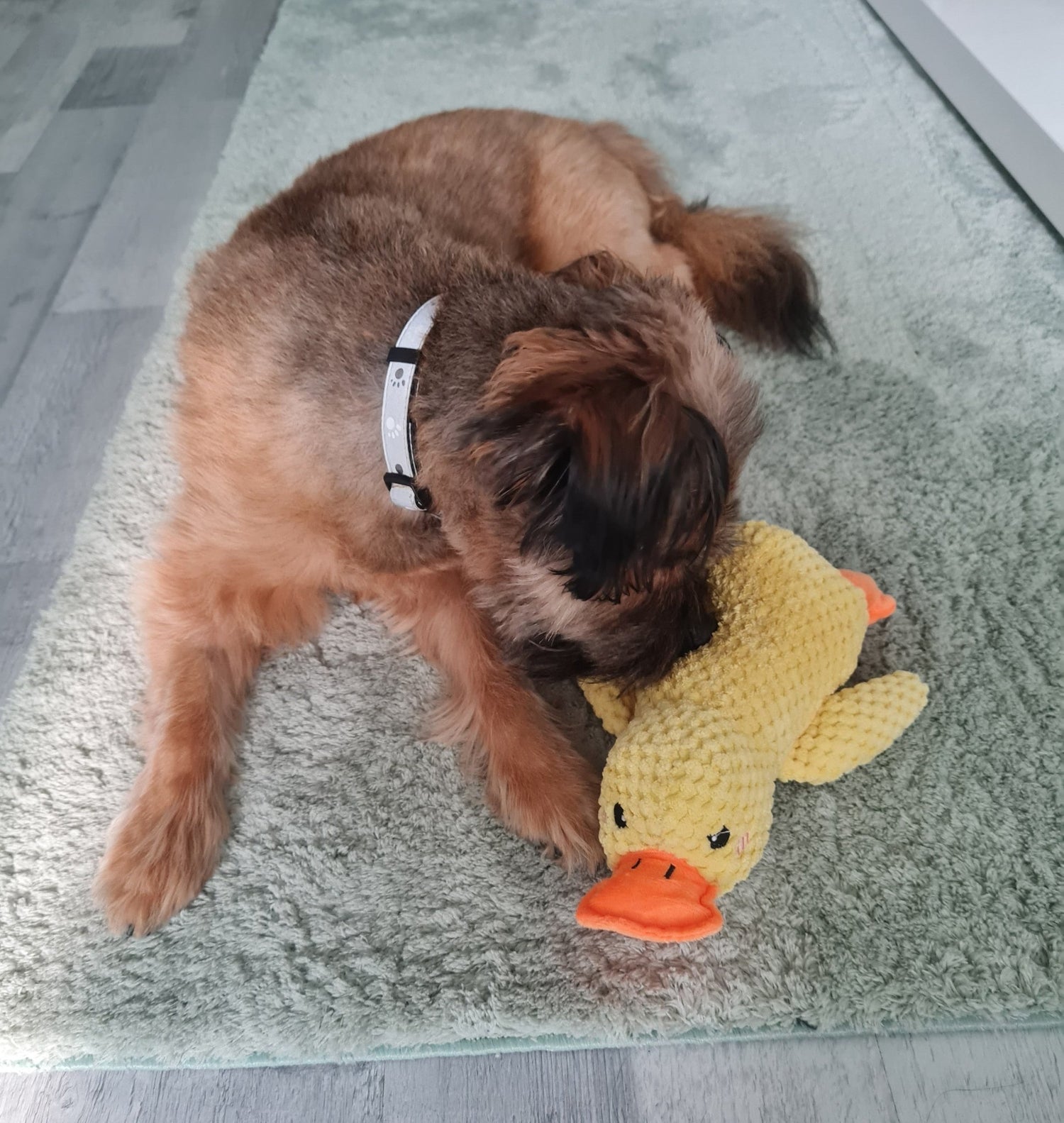 UFO Hundeleine von Dogswelt