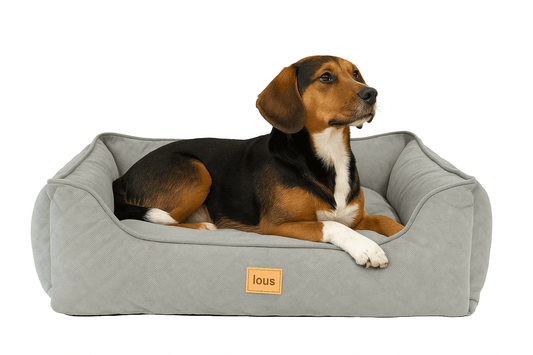 UFO Hundeleine von Dogswelt