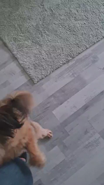 Dogswelt Ente "LUNA" Plüsch und Zahnpflege