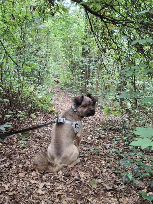UFO Hundeleine von Dogswelt