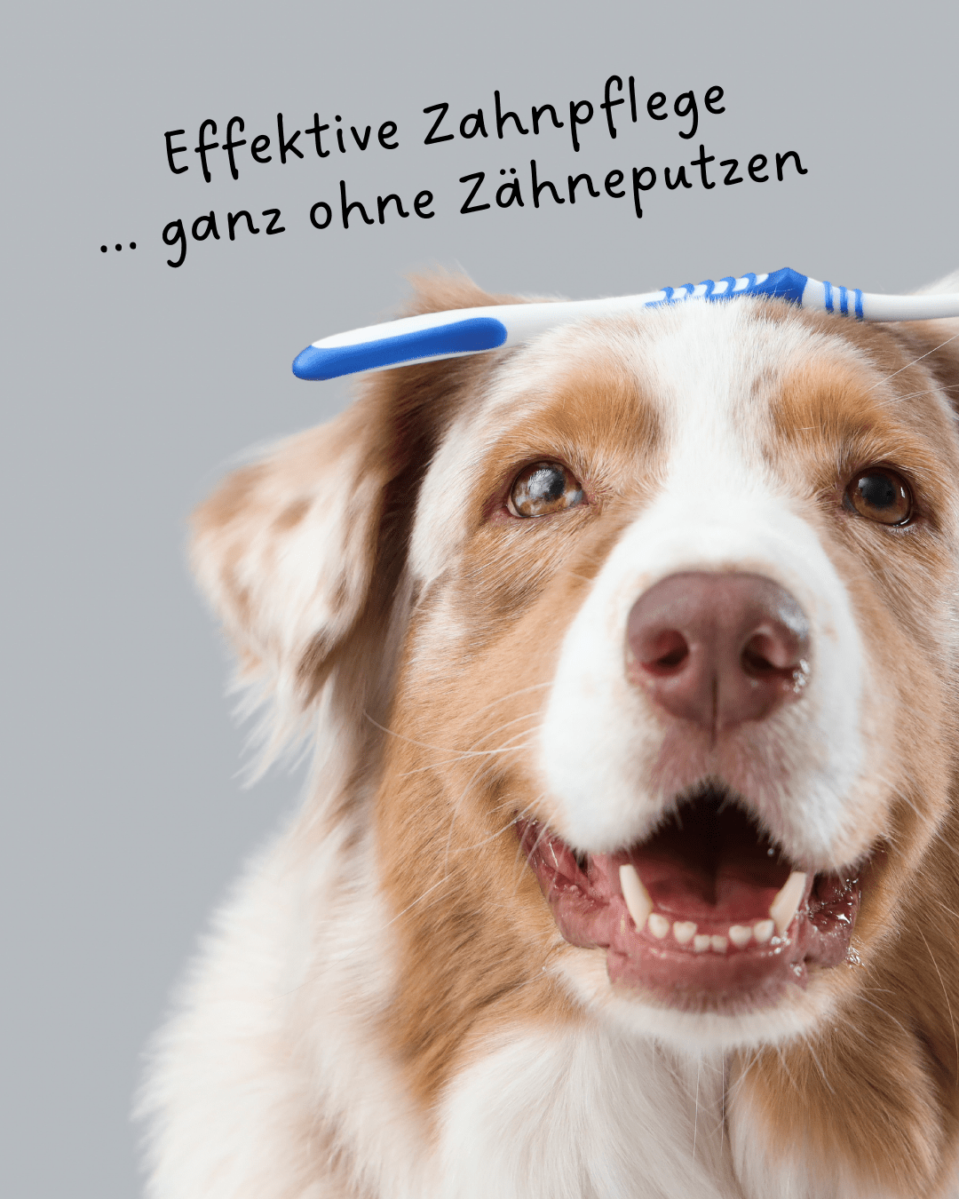 UFO Hundeleine von Dogswelt